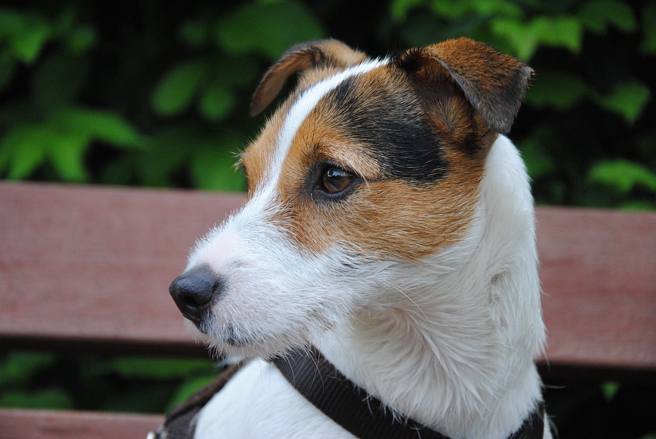 The Unique Traits of the American Hairless Terrier